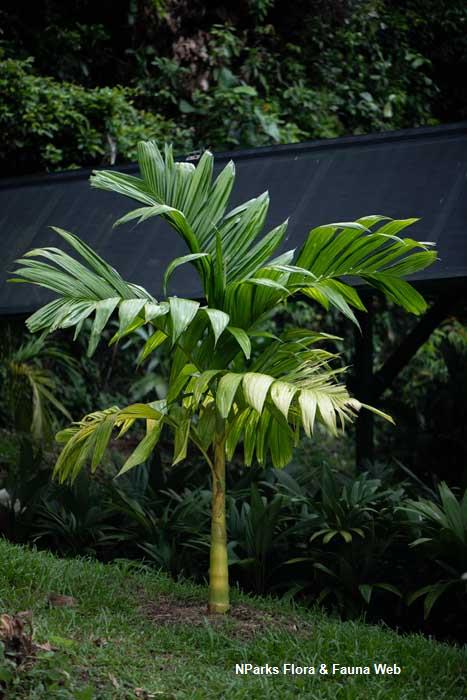 Areca catechu var alba
