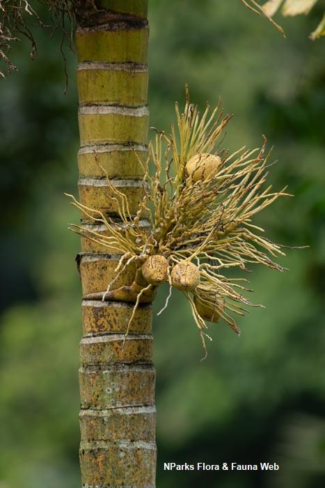 Areca catechu var alba