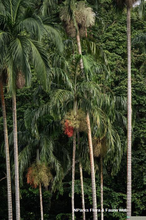 Carpentaria acuminata