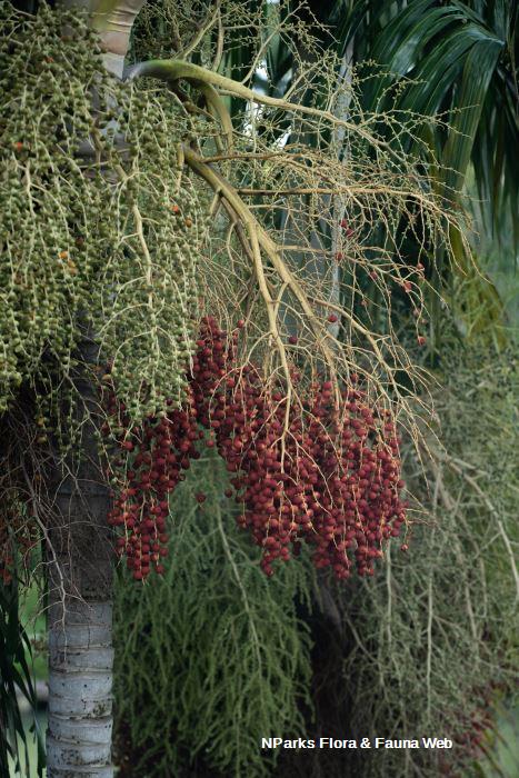 Carpentaria acuminata