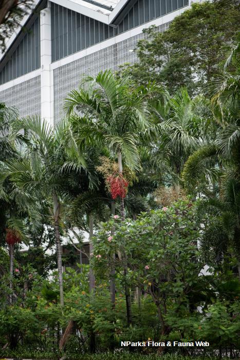Carpentaria acuminata