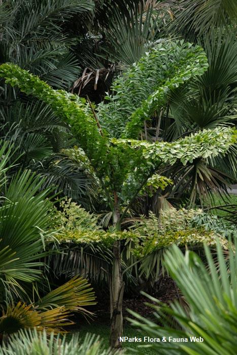 Caryota no