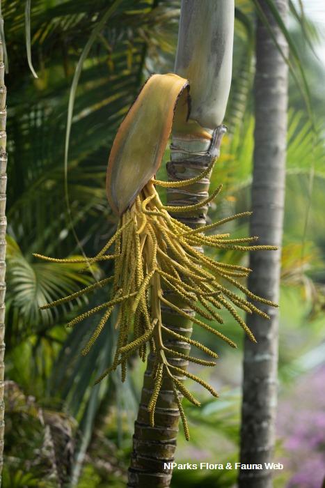 Chrysalidocarpus lutescens