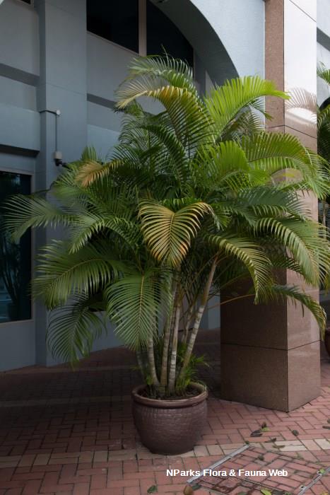 Chrysalidocarpus lutescens