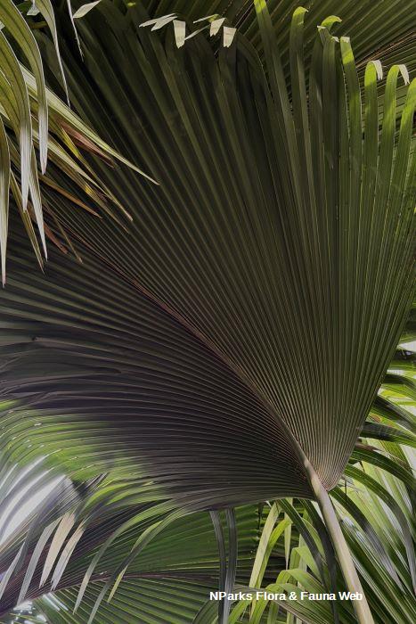 Lodoicea maldivica