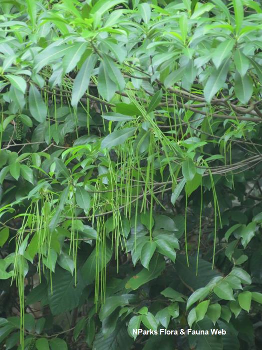 Alstonia angustifolia
