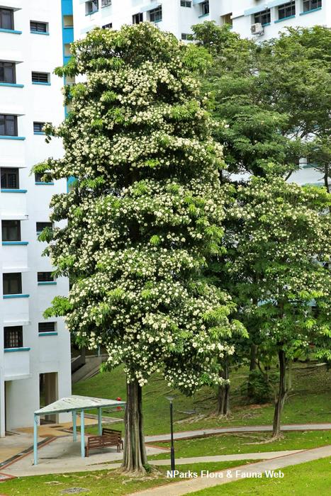 Alstonia angustiloba