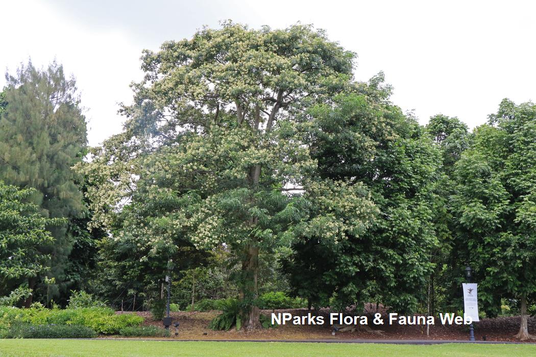 Alstonia scholaris