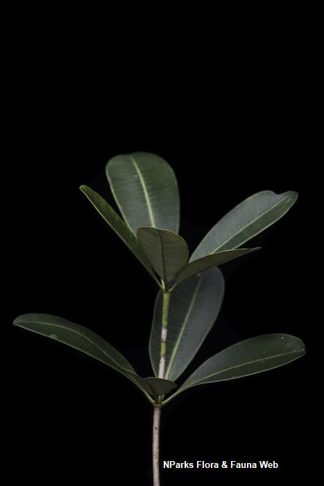 NParks | Alstonia spatulata