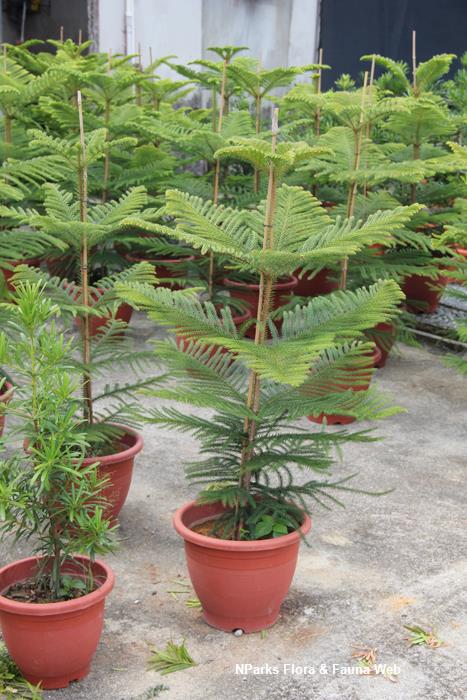 Araucaria heterophylla