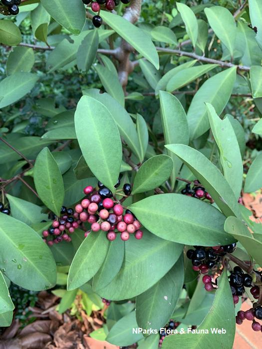 Ardisia elliptica