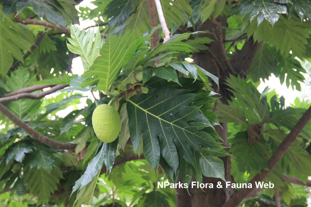 Artocarpus altilis