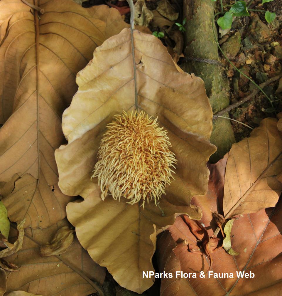 Artocarpus elasticus