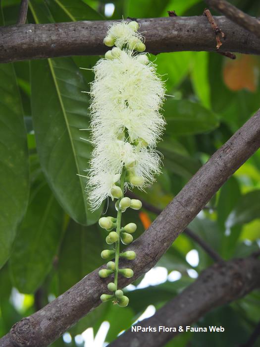 Barringtonia calyptrata