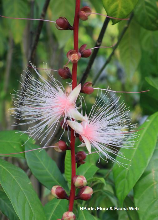 Barringtonia racemosa