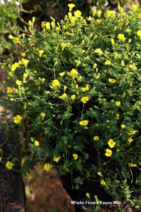 Mecardonia_procumbens_Vicky_Lim_Yen_Ngoh_1s