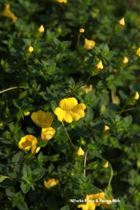 Mecardonia_procumbens_Vicky_Lim_Yen_Ngoh_3s