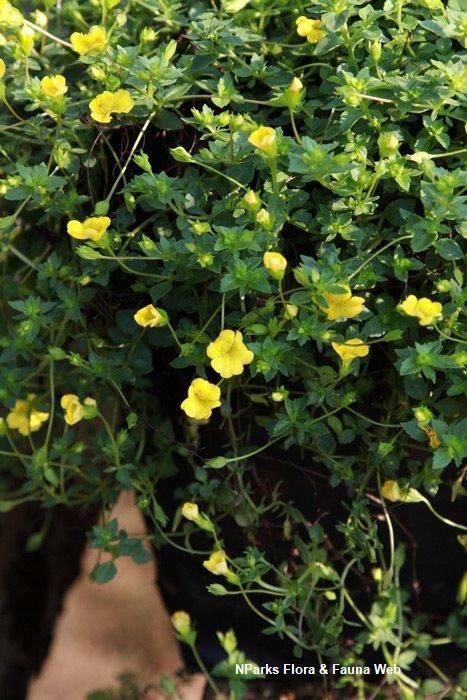 Mecardonia_procumbens_Vicky_Lim_Yen_Ngoh_5s