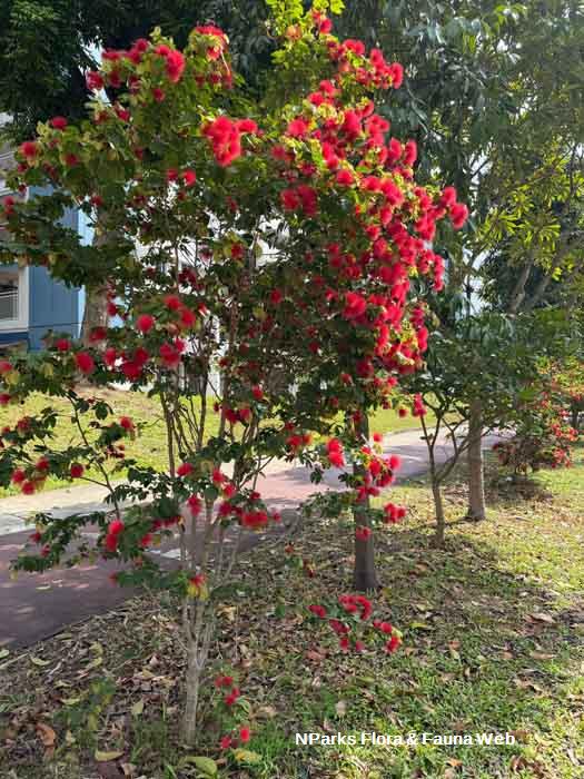 Calliandra tergemina var emarginata