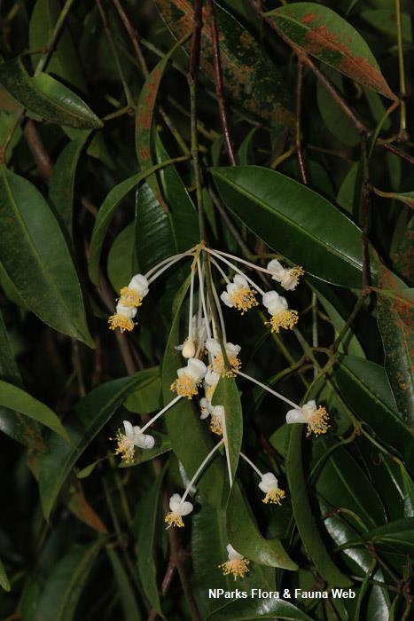 Calophyllum pulcherrimum