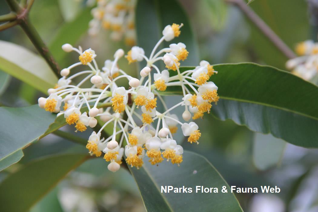 Calophyllum soulattri