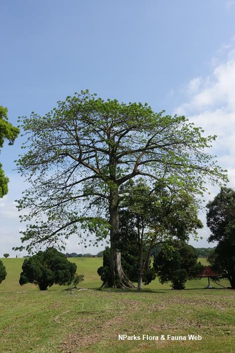 Ceiba pentandra