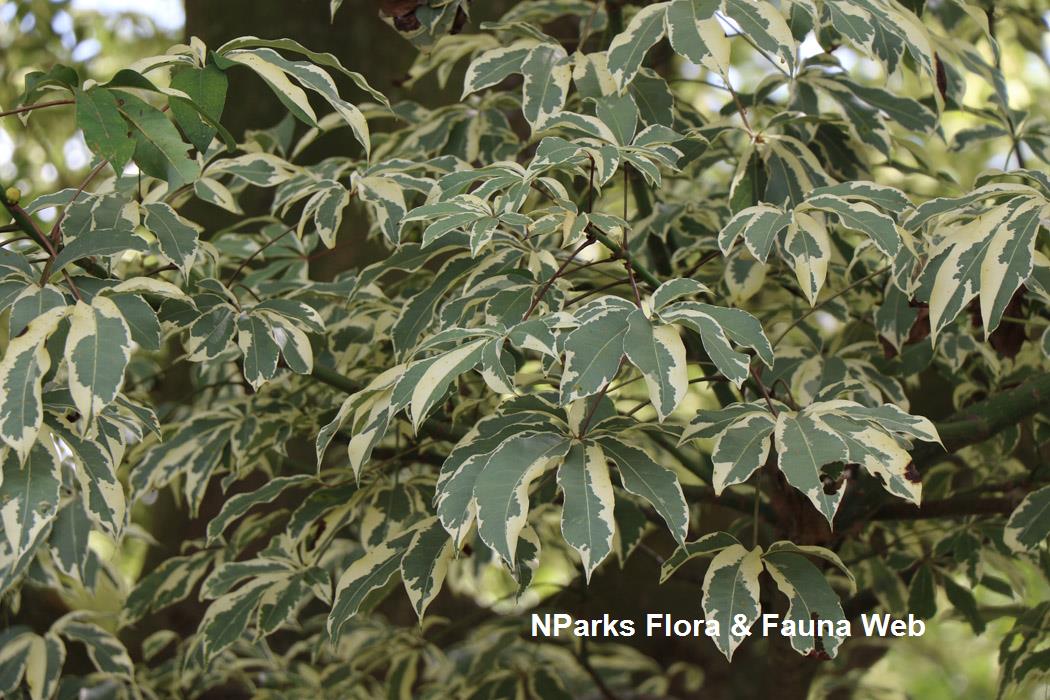 Ceiba pentandra (Variegated)
