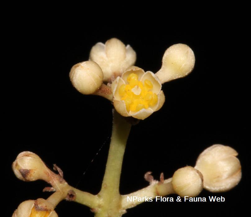 Cinnamomum iners