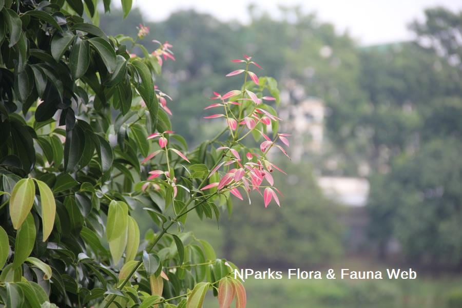 Cinnamomum iners