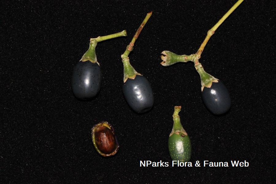 Cinnamomum iners