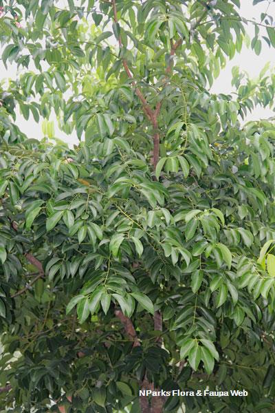 Cinnamomum iners