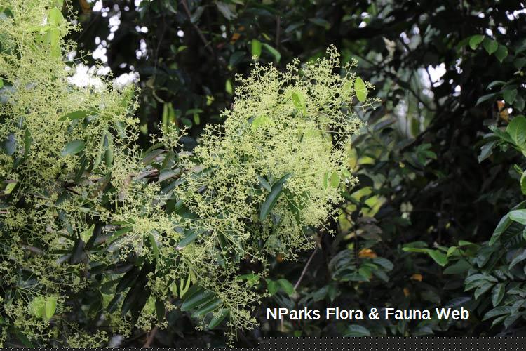 Cinnamomum iners