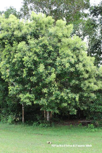 Cinnamomum iners