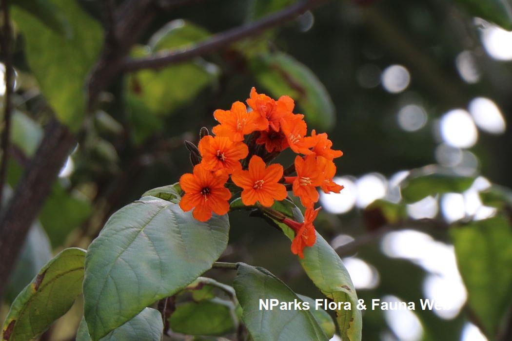 Cordia sebestena