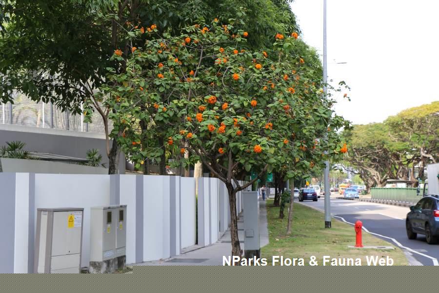 Cordia sebestena 'Aurea'