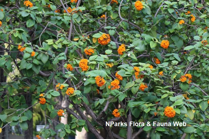 Cordia sebestena 'Aurea'