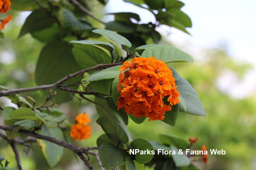 Cordia sebestena 'Aurea'