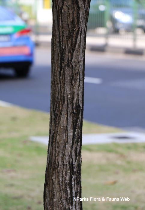 Cordia sebestena 'Aurea'