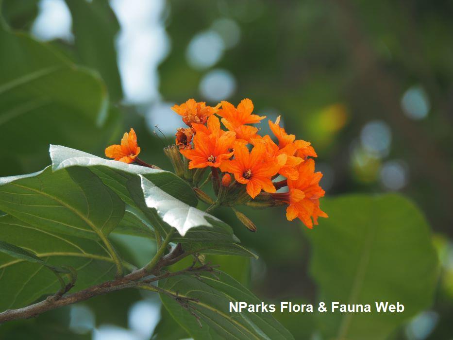 Cordia sebestena 'Aurea'