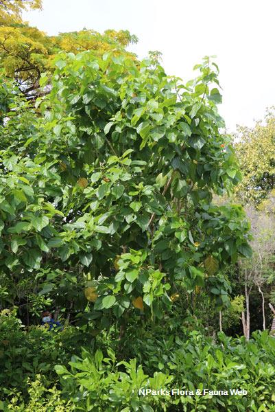 Cordia subcordata