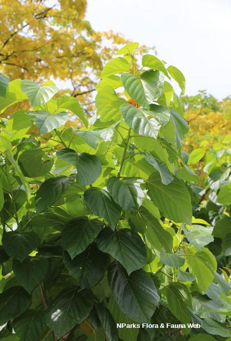 Cordia subcordata