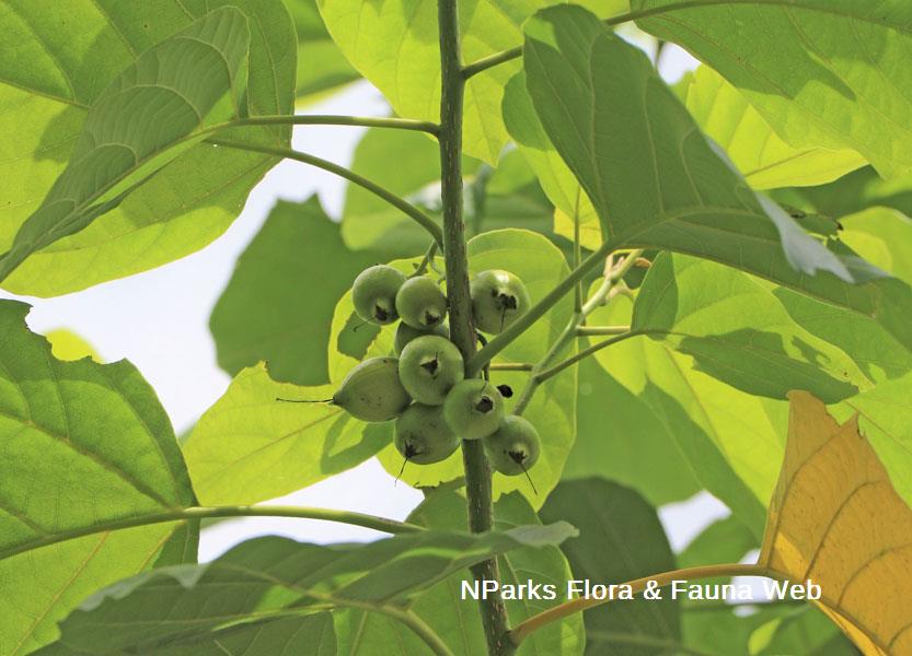 Cordia subcordata