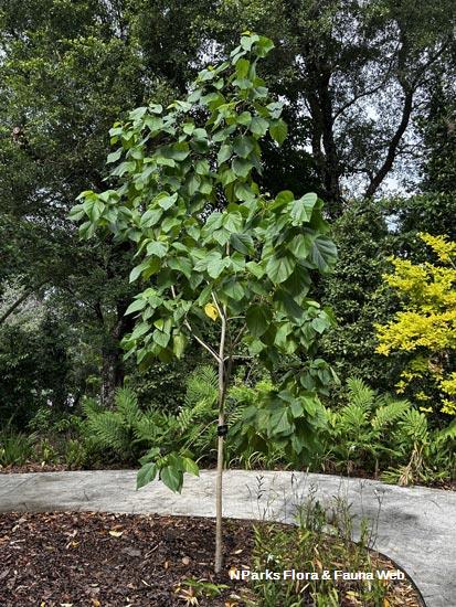 Cordia subcordata
