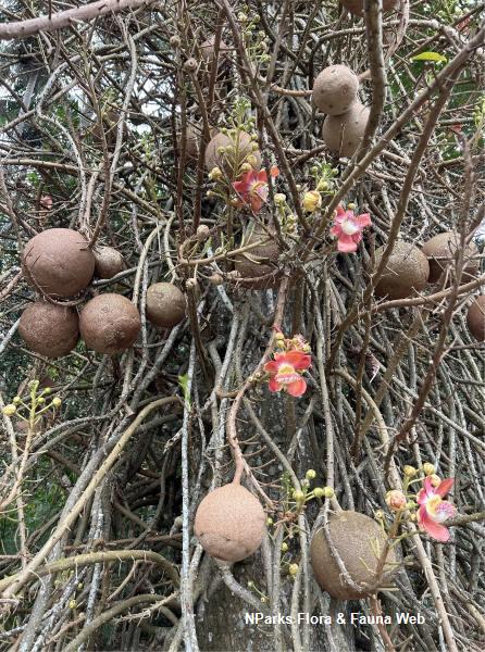 Couroupita guianensis
