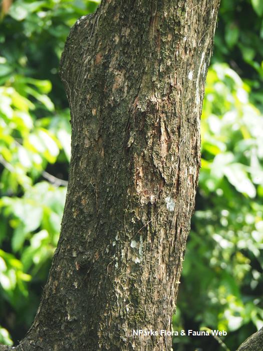 Cratoxylum formosum