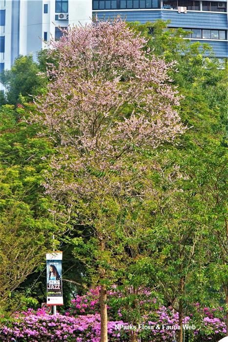 Cratoxylum formosum