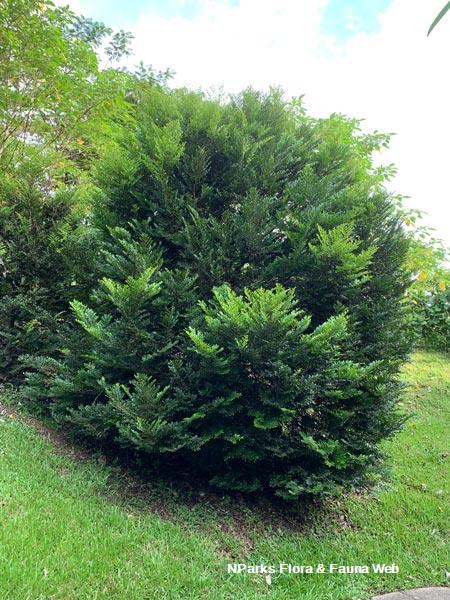 Diospyros buxifolia