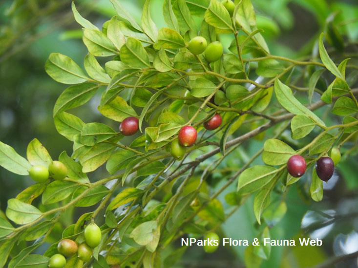 Diospyros buxifolia