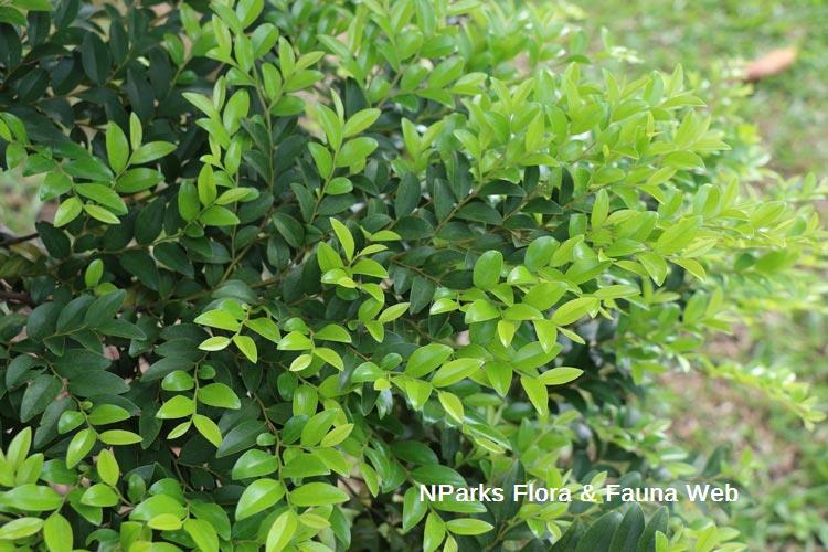 Diospyros buxifolia