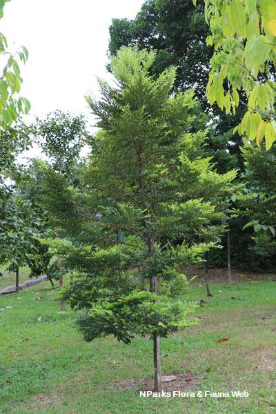 Diospyros buxifolia